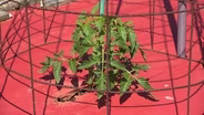 Volunteer Gardener 3502