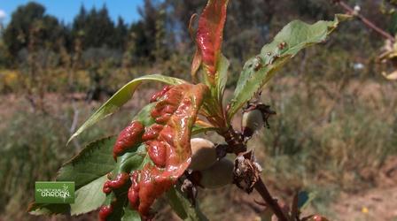 Video thumbnail: You Bet Your Garden Ep. 84 Tips for First Time Gardeners
