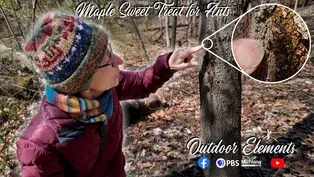 Maple Sweet Treat for Ants | Outdoor Elements