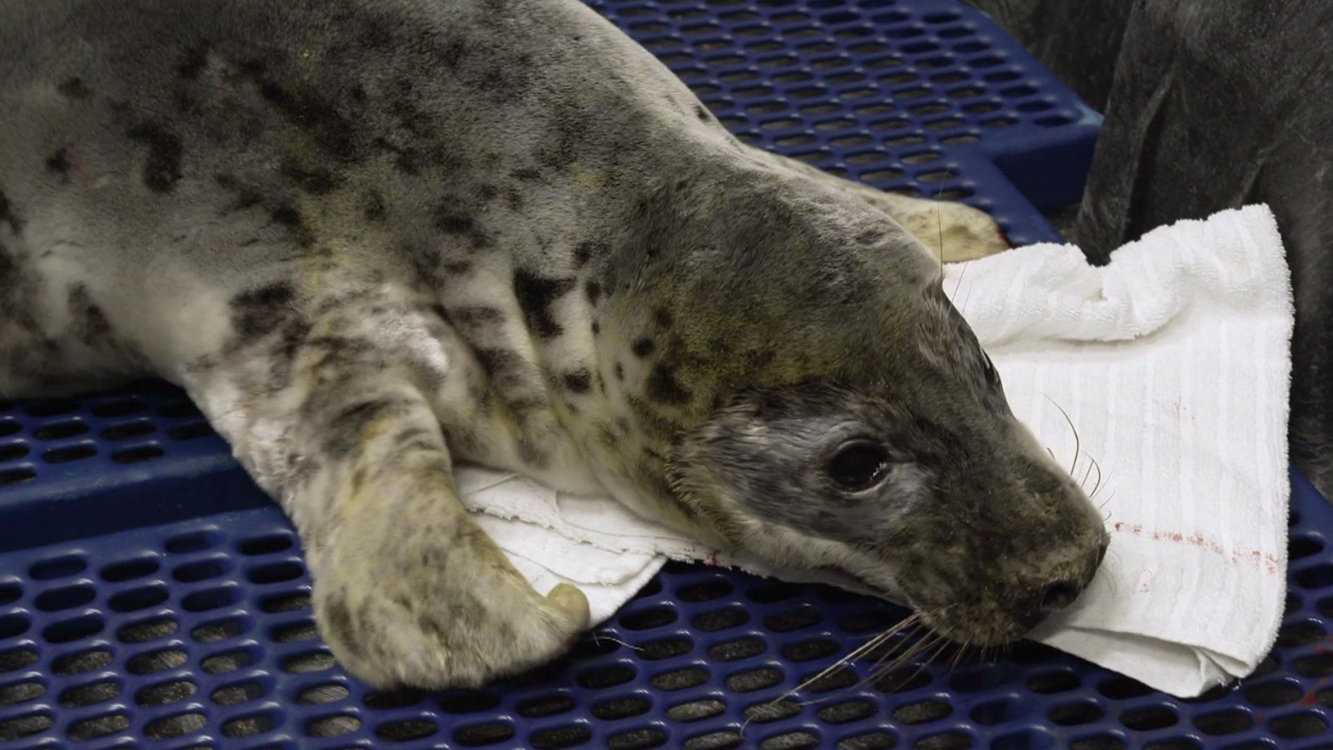 Rescuing stranded seals on Maryland's Atlantic coast; kayak angling for rockfish and snakeheads.