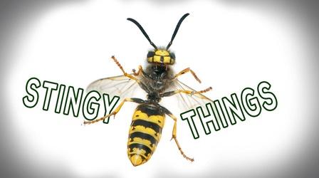 Video thumbnail: Backyard Farmer Digging Deeper: Stingy Things