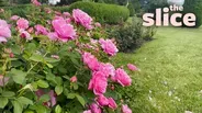 Let's Take a Walk Through the Duluth Rose Garden!