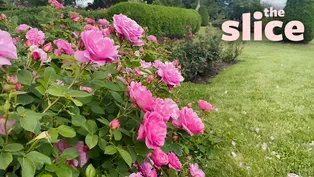 Let's Take a Walk Through the Duluth Rose Garden!