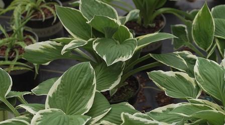 Video thumbnail: South Dakota Home Garden South Dakota Home Garden: Shade Plants