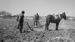 African American Farmers