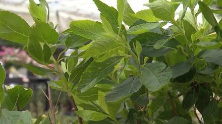 Video thumbnail: Volunteer Gardener Volunteer Gardener 2908