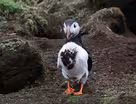 How a thriving habitat for puffins was restored in Maine