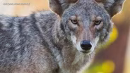 COYOTE SIGHTINGS SURGE