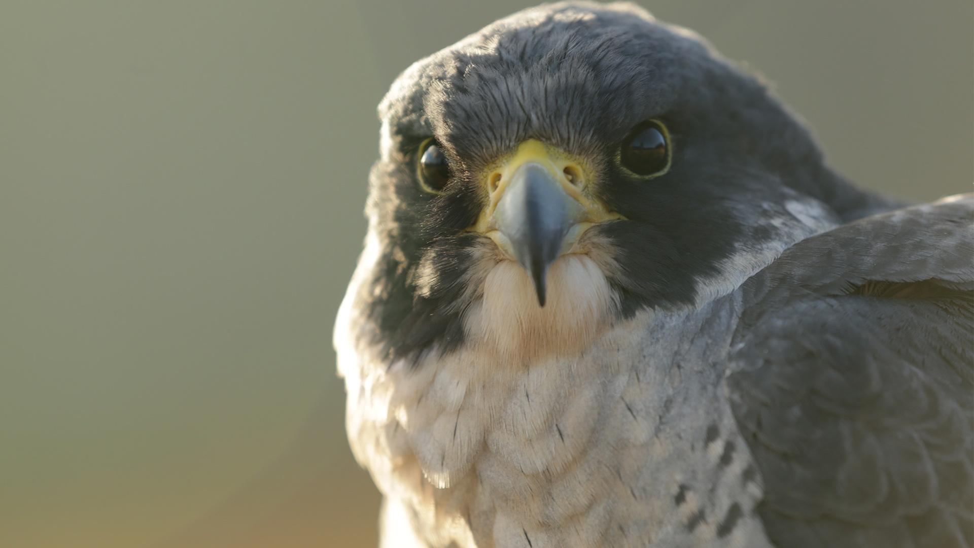 Fact File: Peregrine falcon (Falco peregrinus) - Australian Geographic