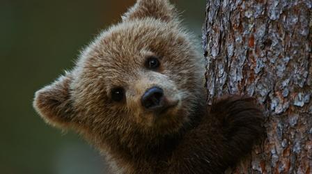 Video thumbnail: Wild Scandinavia Learning the Bear Necessities of Life
