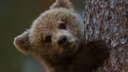 Learning the Bear Necessities of Life