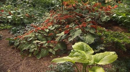Video thumbnail: Volunteer Gardener Volunteer Gardener 2641