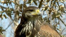 Video thumbnail: Charlottesville Inside-Out Falconry; PB&J Fund (#1106)