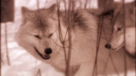 Video thumbnail: Scout-History Wolves and Frozen Feet (Journals of Lewis and Clark)