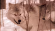 Wolves and Frozen Feet (Journals of Lewis and Clark)