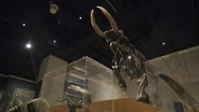 New York State Museum