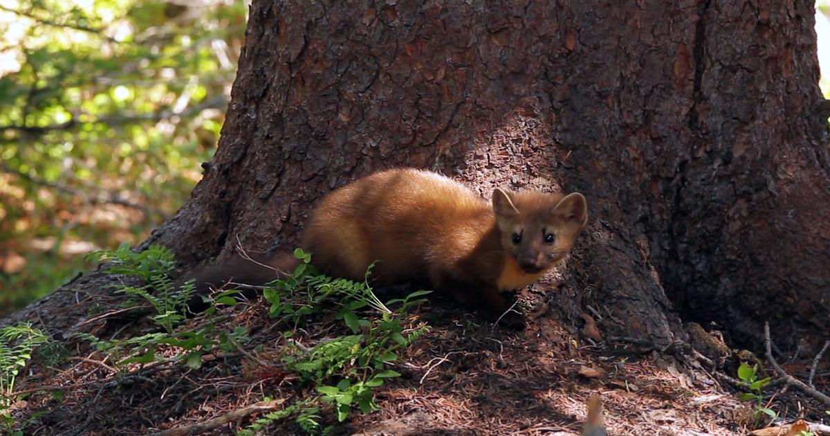 SCI NC Where are the weasels? PBS