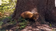 Where are the weasels?