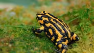 Corroboree Frog
