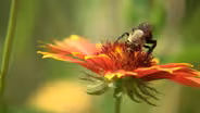 Pollinators