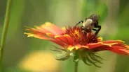 Pollinators