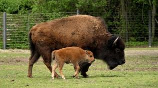 The Thunder of Bison Finally Returns to the Osage Prairie | WILD HOPE