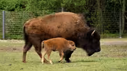 The Thunder of Bison Finally Returns to the Osage Prairie | WILD HOPE