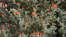 Video thumbnail: Central Texas Gardener Small Bites: Cactus Containers & Art of Bonsai