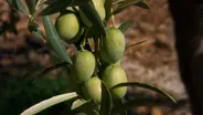 Fresh Olive Oil