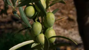 Fresh Olive Oil
