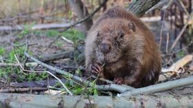 Video thumbnail: Backyard Farmer Backyard Farmer: East Campus Beaver Dam