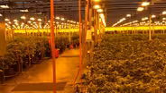 NJ eliminates cap on number of licenses to grow marijuana