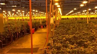 NJ eliminates cap on number of licenses to grow marijuana