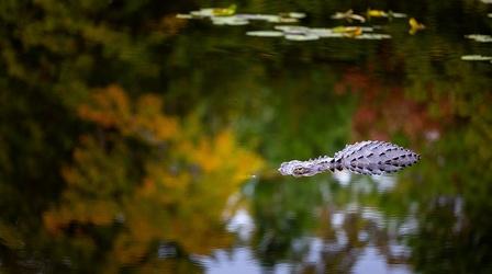 Video thumbnail: View Finders Okefenokee Swamp