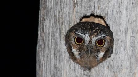 Video thumbnail: Nature Meet the World's Smallest Owl