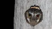 Meet the World's Smallest Owl