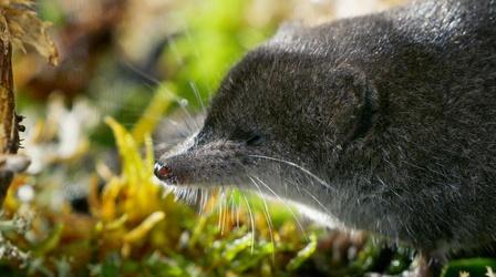 Video thumbnail: Nature Tiny Water Shrews Are the "Cheetahs of the Wetlands"