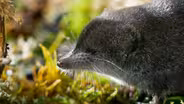 Tiny Water Shrews Are the "Cheetahs of the Wetlands"