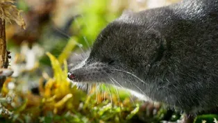 Tiny Water Shrews Are the "Cheetahs of the Wetlands"