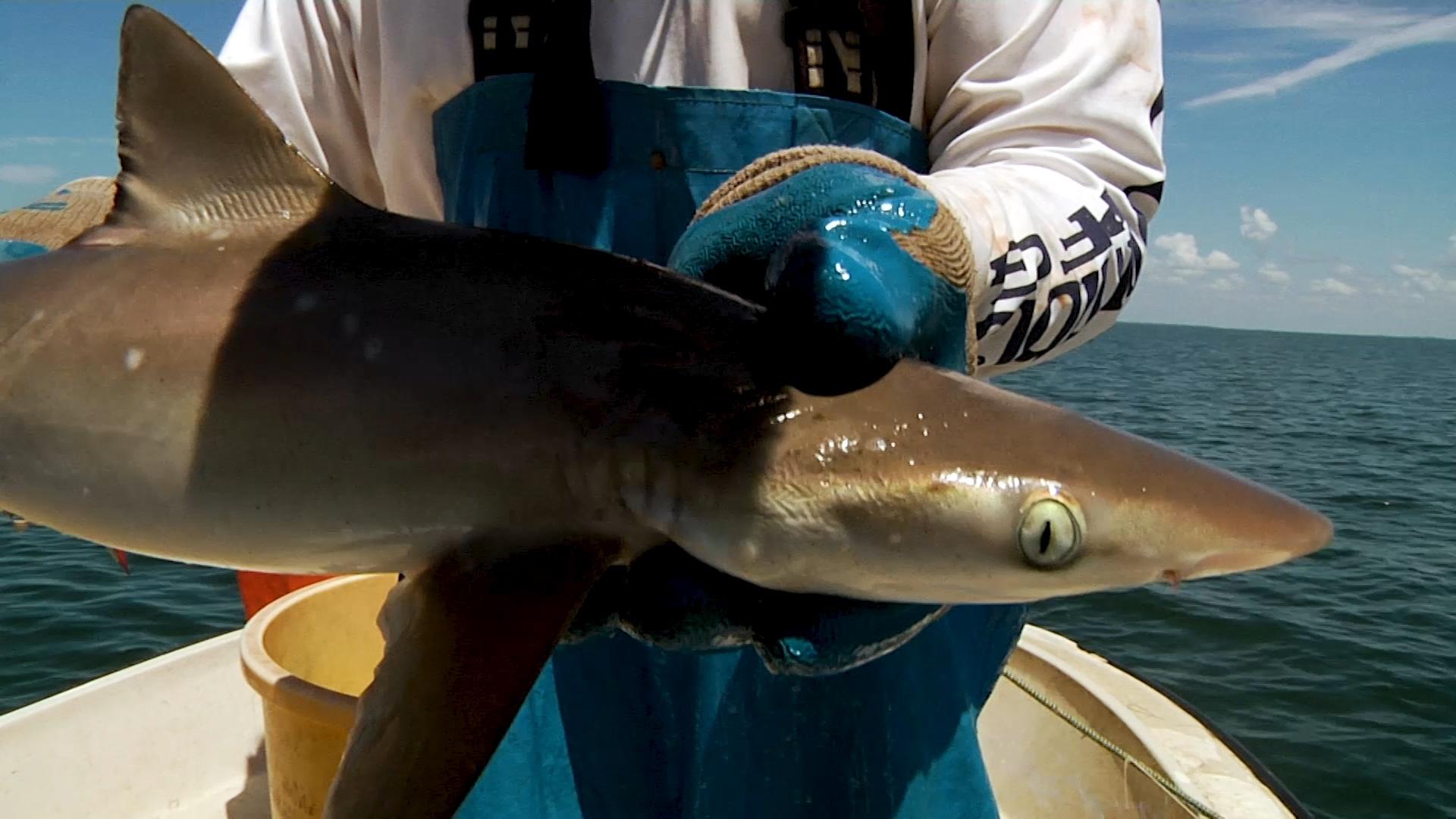Going Face – to – Face with Sharks in the Gulf