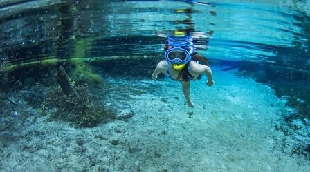 Video thumbnail: Nature Gaining Vision Underwater