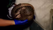 Rescued Pangolins Treated for Injuries