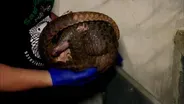 Rescued Pangolins Treated for Injuries