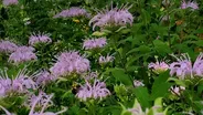 Fast Forage: Wild Bergamot