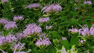 Fast Forage: Wild Bergamot