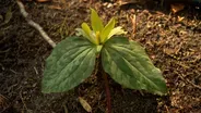 Volunteer Gardener 3319