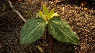 Volunteer Gardener 3319