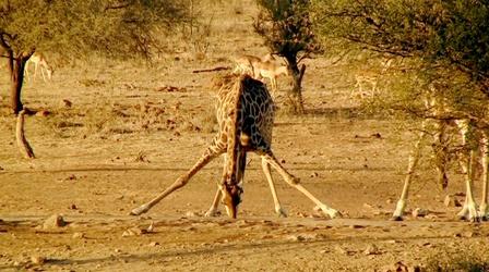 Video thumbnail: Nature How Drinking Giraffes Avoid a Head Rush