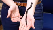 Watch this giant leech eat an earthworm