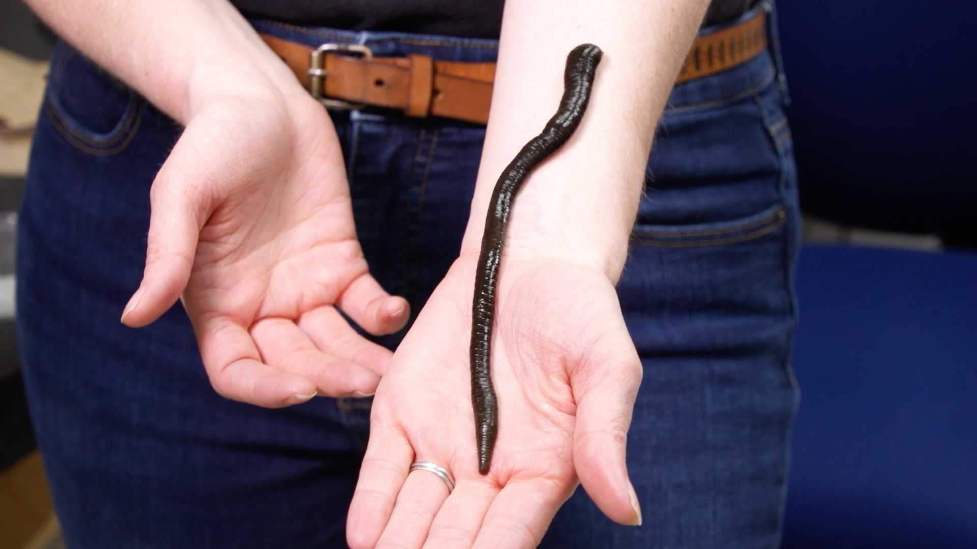 Atl leech